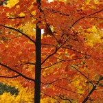 iron bed-fall_leaves_003 iron bed-fall_leaves_003