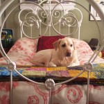 iron bed - dog iron bed - dog