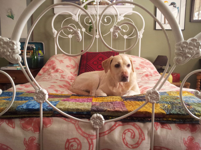 iron bed – dog Antique Iron Bed